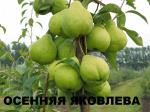 Саженцы груши сорт  Осенняя Яковлева