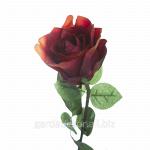 Роза итальянская красная 7A14A00068