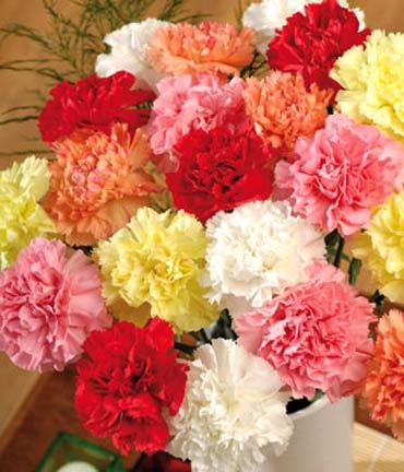 Гвоздика (Carnation)