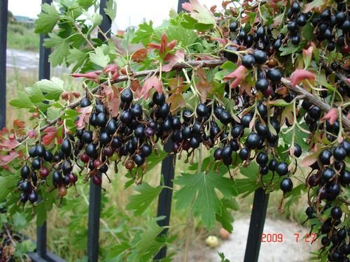 Йошта х (Ribes nidigrolaria Josta P9 20-25) ,