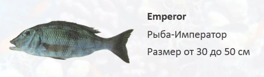 Рифовая рыба Рыба-Император -Imperor fish