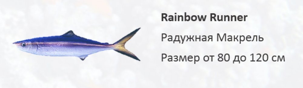 Рифовая рыба Радужная Макрель - Rainbow Runner