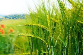 Пшеница Злата семена