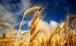 Пшеница 1 репродукция Злата семена