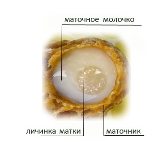 Маточное молочко живое (нативное)