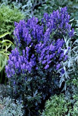 Корни аконита Aconitum x cammarum Bressingham Spire