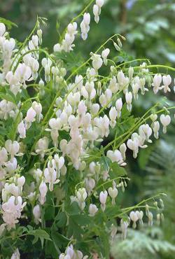 Корни дицентры Spectabilis Alba