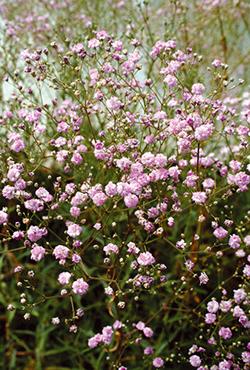 Корни гипсофилы paniculata Pink