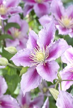 Корни клематиса Clematis Piilu