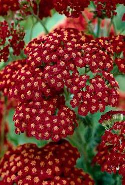 Корни тысячелистника Achillea mille Red Velvet