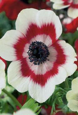 Луковицы цветов Anemone cor. Bicolor