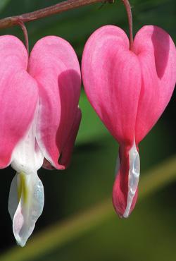 Луковицы цветов Dicentra Spectabilis Pink