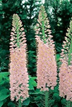 Луковицы цветов Eremurus Oase