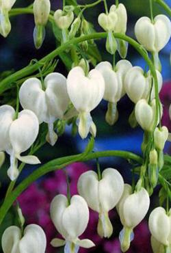 Луковицы цветов Dicentra Spectabilis White