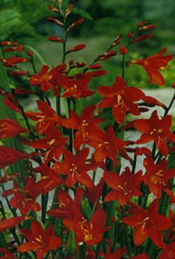 Луковицы цветов Crocosmia Princess