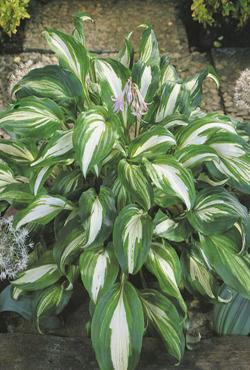 Луковицы цветов Hosta Mediovariegata