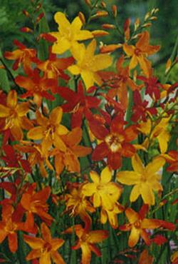 Луковицы цветов Crocosmia Bigflowering