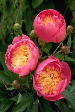 Луковицы цветов Paeonia Bowl of Beauty