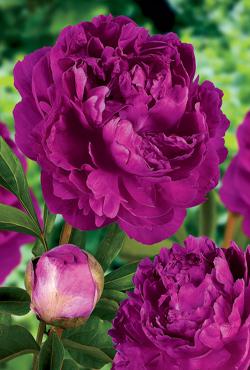 Луковицы цветов Paeonia Victoria de la Marne