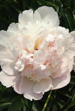 Луковицы цветов Paeonia Shirley Temple