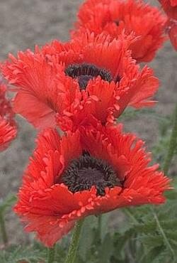 Луковицы цветов Papaver Turkenlouis