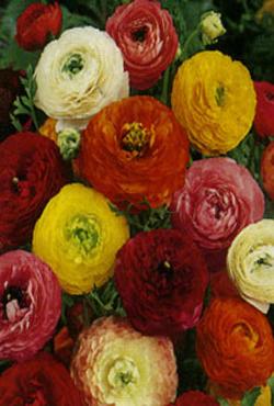 Луковицы цветов Ranunculus Mixed