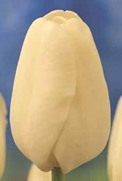 Луковицы тюльпанов дарвинов гибридов Ivory Floradale