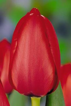 Луковицы тюльпанов дарвинов гибридов Red Impression