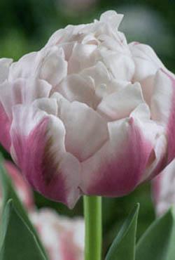 Луковицы тюльпанов махровых ранних Melrose(Мелроуз)