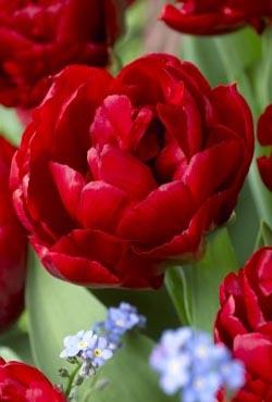 Луковицы тюльпанов махровых ранних Red Baby Doll (Ред Беби Дол)