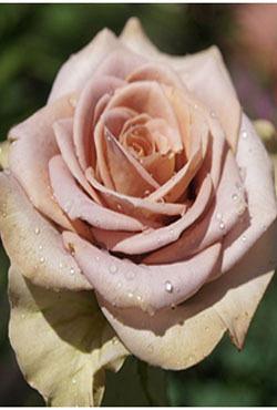 Розы Алтайские чайно-гибридные Амнезия