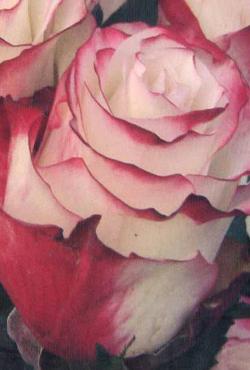Розы Алтайские чайно-гибридные Светнуст