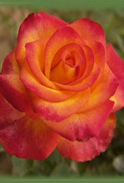 Розы Алтайские чайно-гибридные Тукан