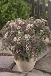 Корни очиток Sedum Moonlight Serenade