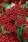 Корни тысячелистника Achillea mille Red Velvet