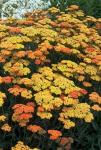 Корни тысячелистника Achillea mille Terracotta