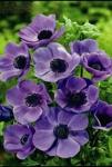 Луковицы цветов Anemone cor. Mr.Fokker