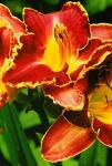 Луковицы цветов Hemerocallis David Kirchhoff