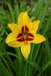 Луковицы цветов Hemerocallis Bonanza