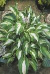 Луковицы цветов Hosta Mediovariegata