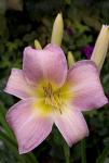 Луковицы цветов Hemerocallis Catherine Woodburry