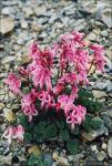 Луковицы цветов Dicentra Peregrina