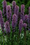 Луковицы цветов Liatris Spicata