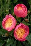 Луковицы цветов Paeonia Bowl of Beauty