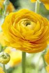 Луковицы цветов Ranunculus Yellow