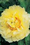 Луковицы цветов Paeonia Prairei Charm