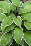 Луковицы цветов Hosta Albomarginata