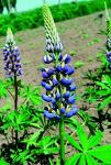 Луковицы цветов Lupinus Russel Blue