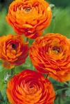 Луковицы цветов Ranunculus Orange