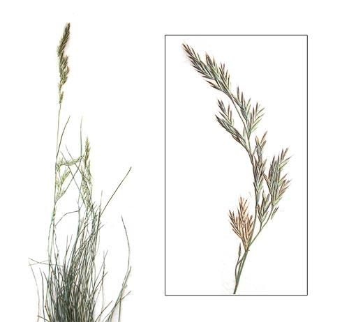 Овсяница красная - Festuca rubra